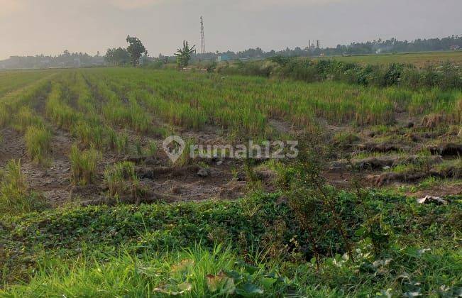 Dijual Lahan Sawah Di Bugangin Kendal  1