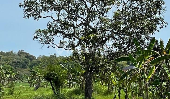 Land for Sale in Gosari Village, Ujung Pangkah, Gresik, East Java