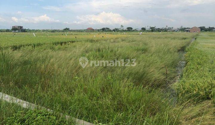 Tanah Sawah Di Banjarsari Sayung Demak Cocok Untuk Pertenakan Ayam Atau Kebutuhan Investasi  1