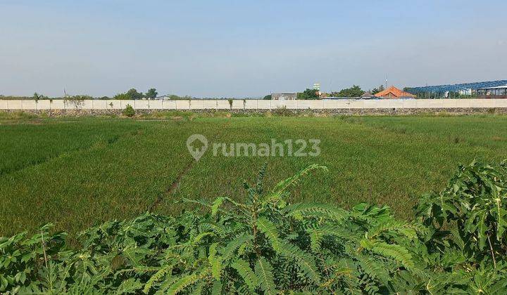 Tanah Sawah Murah Berukuran Luas Lokasi Strategis Di Pinggir Jalan Raya Kaliwungu Kendal 2