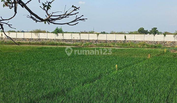 Tanah Sawah Murah Berukuran Luas Lokasi Strategis Di Pinggir Jalan Raya Kaliwungu Kendal 1