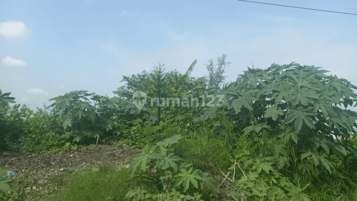 Tanah Berukuran Luas Cocok Untuk Gudang Di Kaliwungu Kendal 1