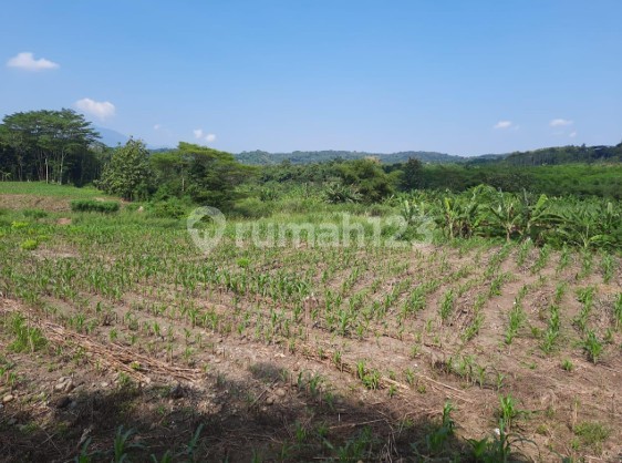 Tanah Super Luas Dekat Dengan Universitas Ternama Di Gunungpati Semarang