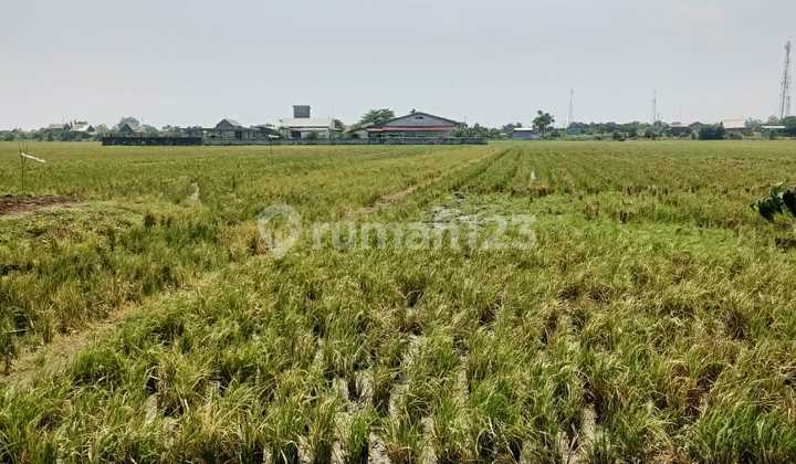 Tanah Sawah Harga Murah di Bawah NJOP di Kendal Jawa Tengah Tanah Sawah Harga Murah di Bawah NJOP di Kendal Jawa Tengah