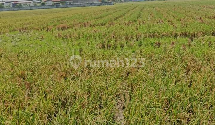 Tanah Sawah Harga Murah di Bawah NJOP di Kendal Jawa Tengah Tanah Sawah Harga Murah di Bawah NJOP di Kendal Jawa Tengah