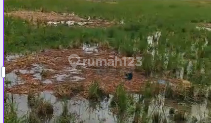Sawah di Haur Pugur Rancaekek 1