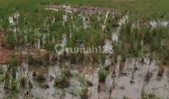 Sawah di Haur Pugur Rancaekek 2
