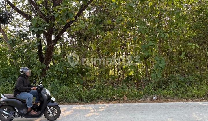 Land facing the provincial road only 6 minutes to Sragen Timur Toll Gate.