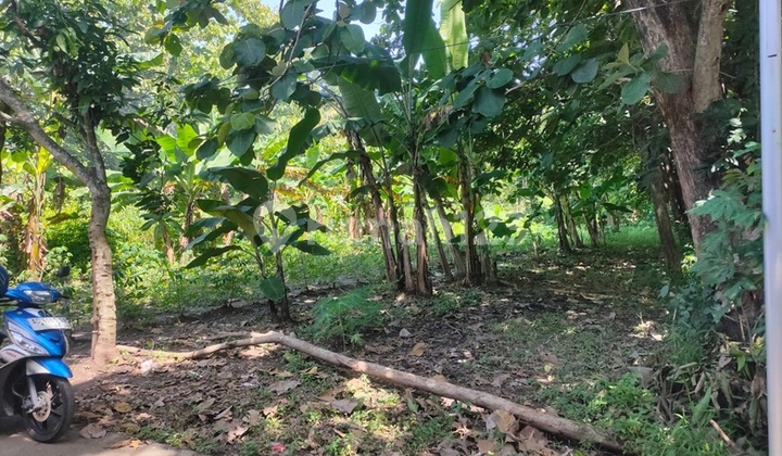 Tanah murah lokasi apik dekat Akfis Gedongan Colomadu