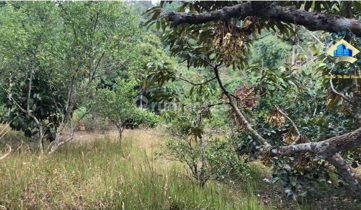 Jual Tanah Kebun Durian di Jalan Raya Mancak, Gunung Sari Serang 2