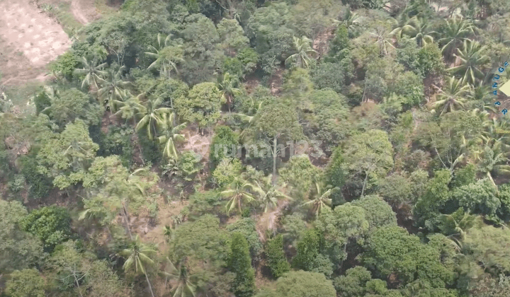 Jual Tanah Kebun Durian Di Desa Luwuk, Gunung Sari Serang 1