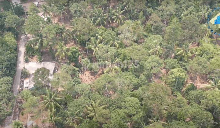 Jual Tanah Kebun Durian Di Desa Luwuk, Gunung Sari Serang 2