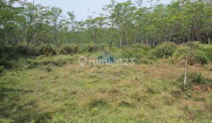 Jaul Tanah di Jl Tutul Sindang Mulya, Kec. Maja, Kab. Lebak Banten 1