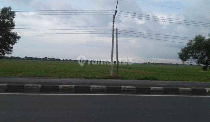 Tanah Sawah Peruntukan Gudang Strategis Pinggir Jalan Raya Pantura di Lohbener 1