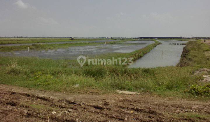 Tanah Tambak Pinggir Jalan Pertamina Dan Dekat Jalan Pantura Lohbener 1