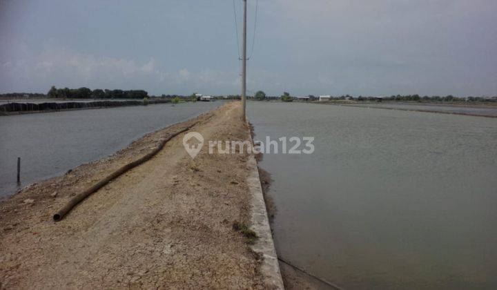 Tanah Tambak Untuk Vaname Dekat Pantai Pamanukan Tegal Urung 2