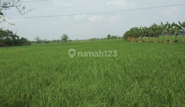 Tanah Pinggir Jalan Raya Gabuswetan Buat Ruang Usaha Atau Gudang 2