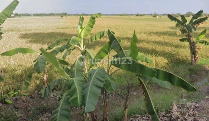 Tanah Sawah Strategis Pinggir Jalan Raya Gabuswetan Cocok Buat Kandang 1