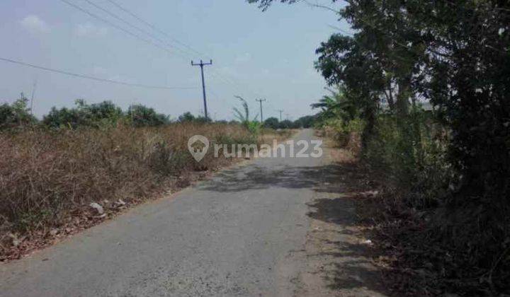 Tanah Dan Kebun Mangga Subur Strategis Deket Kota Gantar Indramayu 2