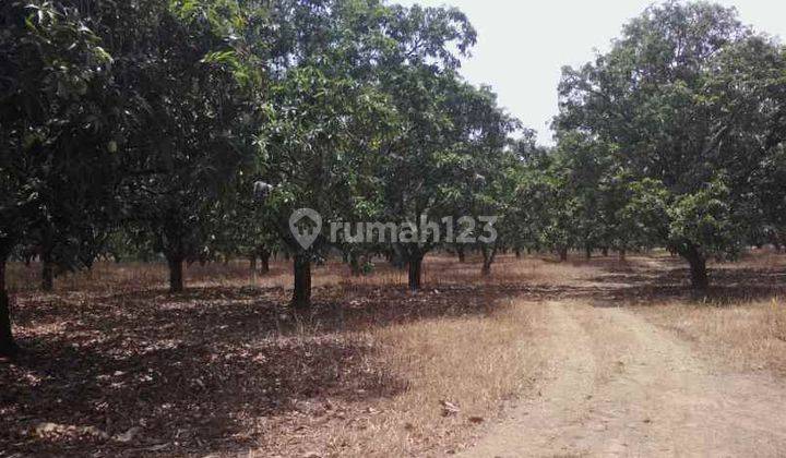 Tanah Dan Kebun Mangga Subur Strategis Deket Kota Gantar Indramayu 1