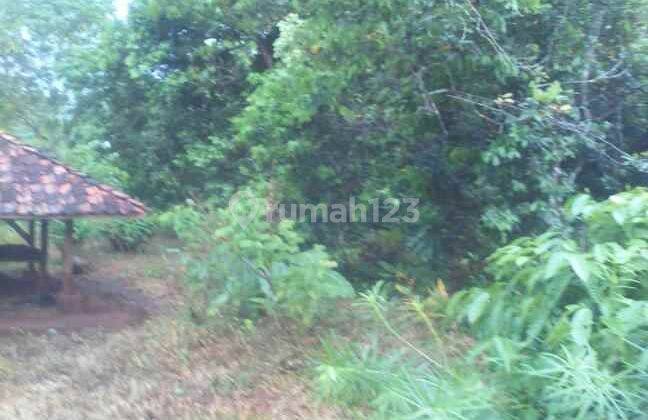 Nah Untuk Kebun Dan Agrowisata Dekat Gerbang Tol Kalijati Subang 2