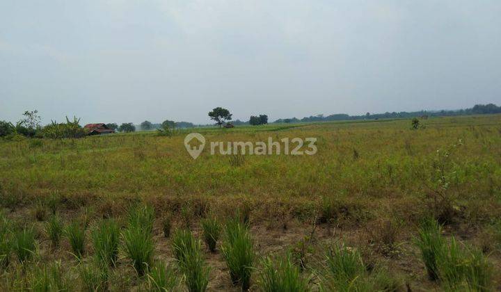 Tanah Industri Pinggir Jalan Raya Sanca Dekat Gerbang Tol Cikedung Indramayu 2