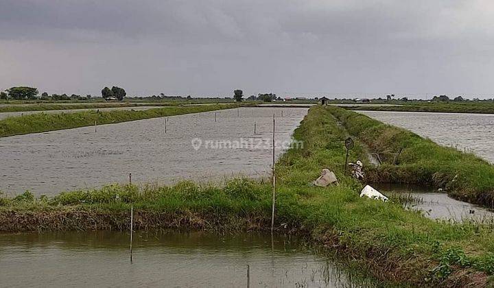 Tanah Tambak Pinggir Jalan Tanggul Kiajaran Kulon Dan Jalan Petamina Kiajaran Kulon 2