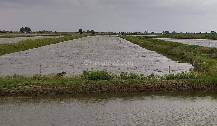 Tanah Tambak Pinggir Jalan Tanggul Kiajaran Kulon Dan Jalan Petamina Kiajaran Kulon 1