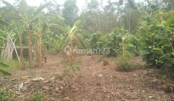 Tanah Untuk Bangun Kandang Dekat Jalan Propinsi Subang Cikamurang Desa Sanca 1