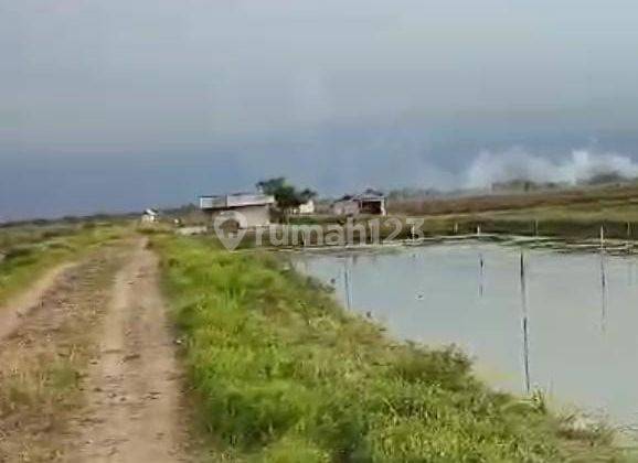 Tambak Strategis Dekat Jalan Pantura Kiajaran Kulon Lohbener Indramayu 2