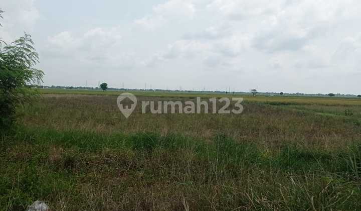 Tanah untuk Perumahan Jalan Raya Desa Sukatenang Sukawangi Tanah untuk Perumahan Jalan Raya Desa Sukatenang Sukawangi