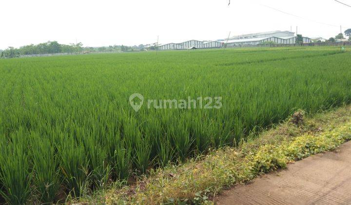 Tanah Strategis untuk Industri dan Gudang Pinggir Jalan Raya Padaasih Cibogo Subang 1