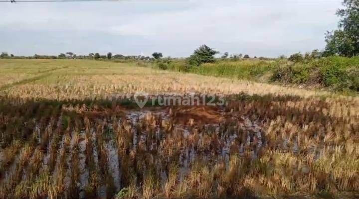 Tanah Untuk Industri Dan Gudang Pinggir Jalan Raya Pantura Santing Losarang Indramayu 1