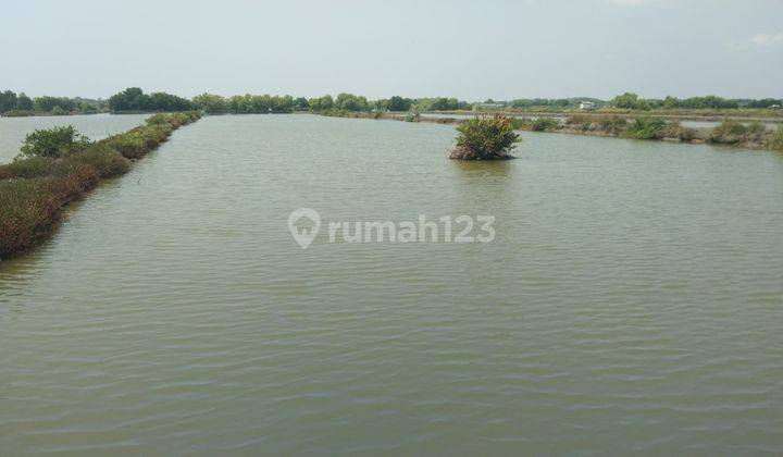 Tanah Tambak Strategis Dekat Singaraja Indramayu Kota  1