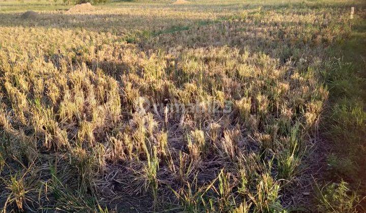 Tanah Untuk Ruang Usaha Pinggir Jalan Raya Gabuswetan Karangsinom 2