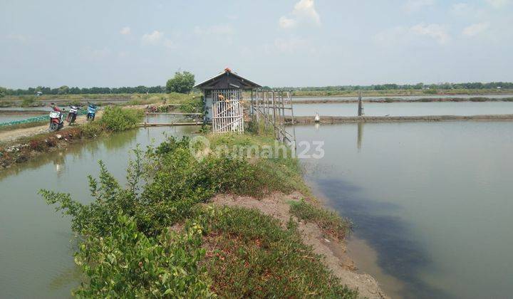 Tanah Tambak Strategis Dekat Desa Singajaya Indramayu Kota 2