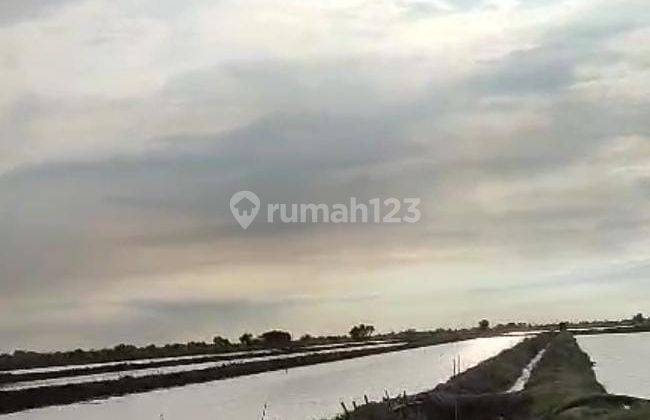 Tambak Strategis Dekat Jalan Pantura Kiajaran Kulon Lohbener Indramayu 1