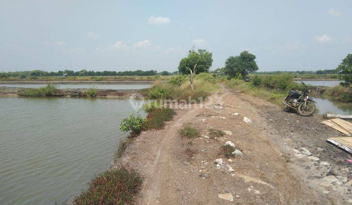 Tanah Tambak Strategis Dekat Singaraja Indramayu Kota  2