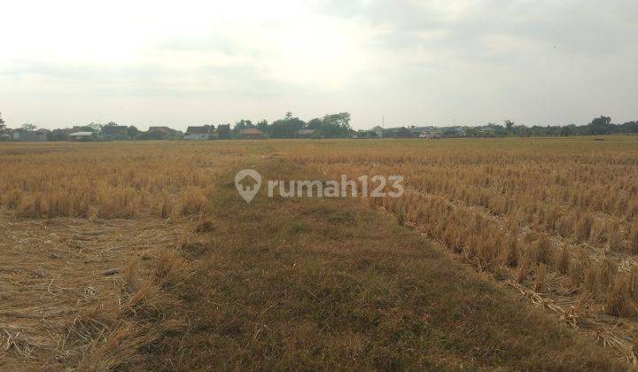 Tanah Kavling Strategis Dekat Jalan Basuki Rahmat Dan Stasiun Haurgeulis Indramayu 2