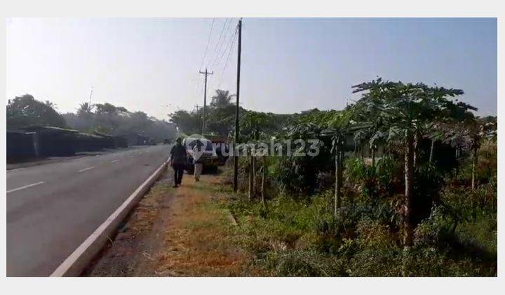 Tanah Luas, Murah dan Strategis Pinggir Jalan Daendels, Keburuhan, Ngombol, Purworejo 1