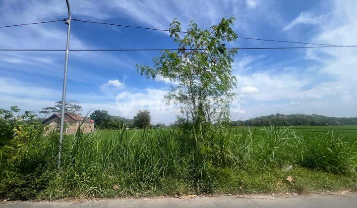For Sale: Paddy Field Land with a Serene Environment, Suitable for Agriculture and Villa Development For Sale: Paddy Field Land with a Serene Environment, Suitable for Agriculture and Villa Development