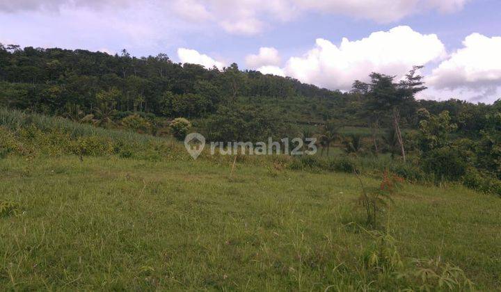 Tanah Murah Cocok Perumahan Dan Kavlingan Dekat Bandara Baru Jogja 3