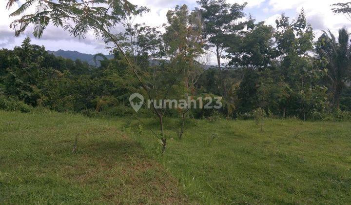 Tanah Murah Cocok Perumahan Dan Kavlingan Dekat Bandara Baru Jogja 4