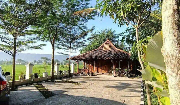 Villa Murah Mewah View Sawah Parkir Luas di Jln Parangtritis Km 16 14