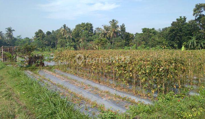 Sawah Murah Area Ngaglik Lokasi Dekat Dengan B2p2mpv Seni Dan Budaya 1