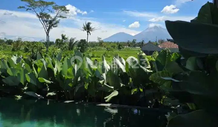 Rumah Villa Area Palagan Dengan View Sawah Dekat SCH Dan Hyatt 2