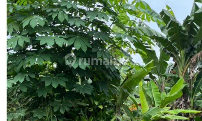 Rumpin, Kertajaya, Cisauk, Bogor Disewa/ di Jual Lahan/Tanah Kosong: * LT 2945 M (Jalan 2 Mobil) * ⁠Lokasi Ramai/Banyak Rumah * ⁠Tanah di Kertajaya * ⁠Cocok Bikin Cluster / Ruko / Mini Market / Klinik / Bengkel / Gudang * Detasemen Rumpin * 20' Commuter L