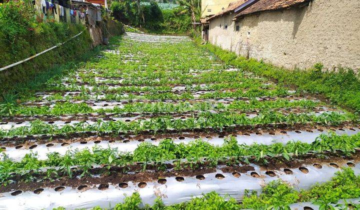 Tanah di Cisarua Lembang dkt Parongpong Cihanjuang Sariwangi Bandung Utara 1