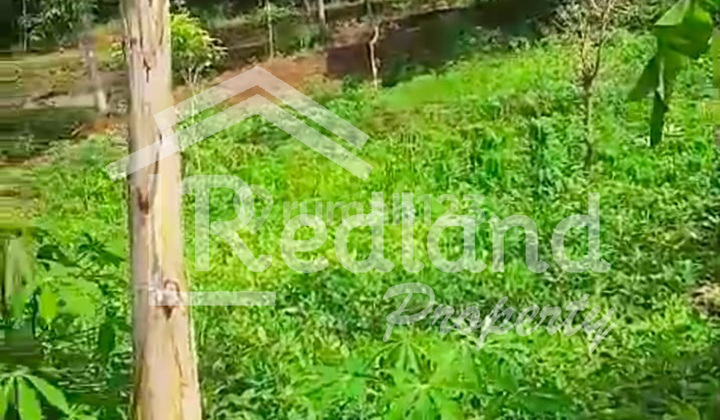 Land in Jeruklegi Kulon, Cilacap (Plot 7866) Land in Jeruklegi Kulon, Cilacap (Plot 7866)