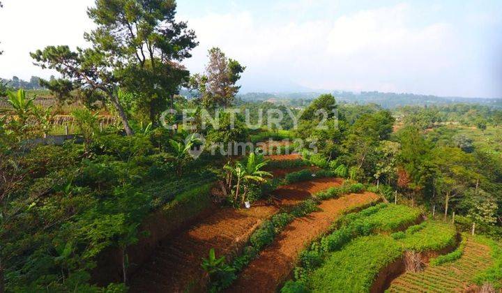 TANAH DI MEGAMENDUNG PUNCAK COCOK UNTUK VILLA ATAU PERKEBUNAN 1